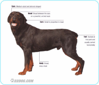 Rottweiler