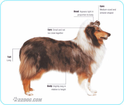 Rough-Collie