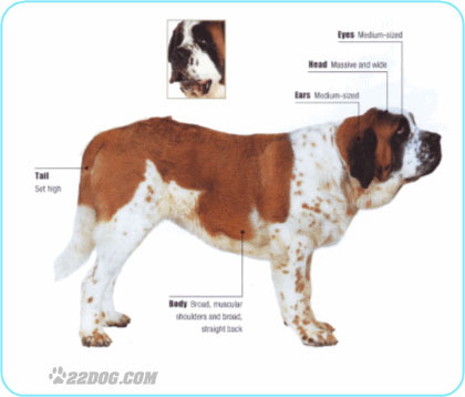 Saint-Bernard