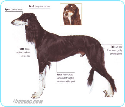 Saluki