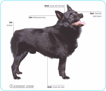 Schipperke