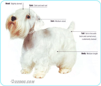 Sealyham-Terrier