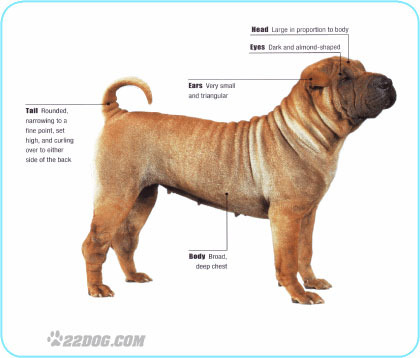 Shar-Pei