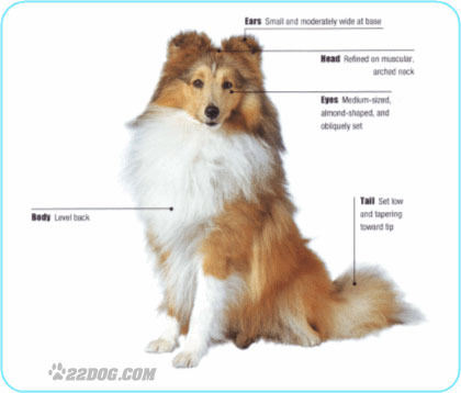 Shetland-Sheepdog