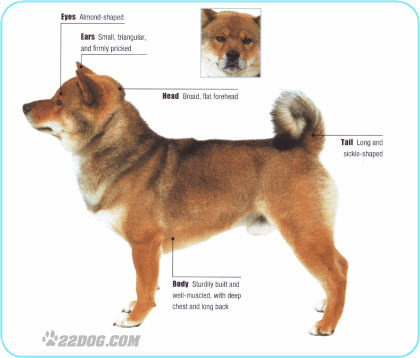 Shiba-Inu