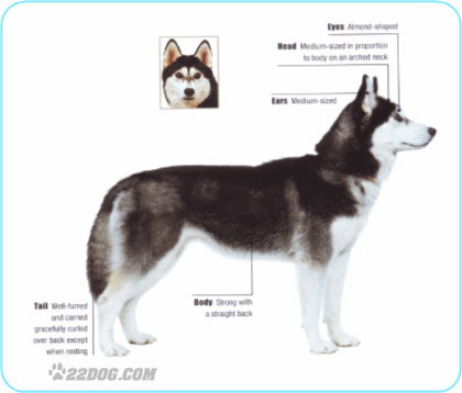 Siberian-Husky - 5 RASE CANINE