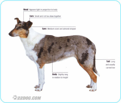 Smooth-Collie