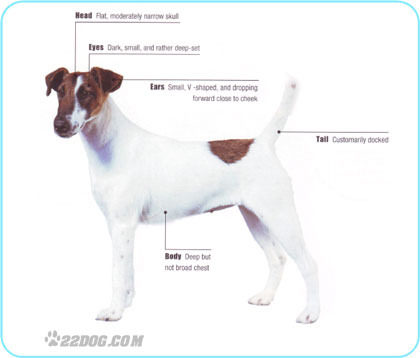 Smooth-Fox-Terrier