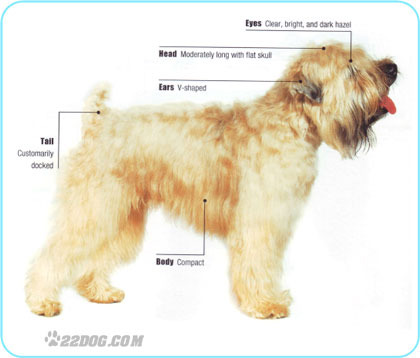 Soft-coated-Wheaten-Terrier