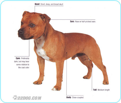 Staffordshire-Bull-Terrier