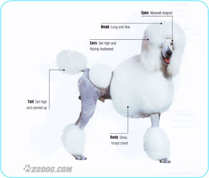 Standard-Poodle