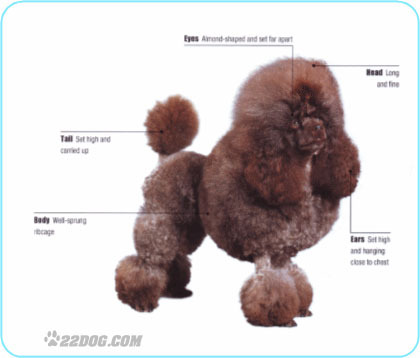 Toy-Poodle
