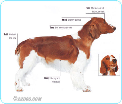 Welsh-Springer-Spaniel