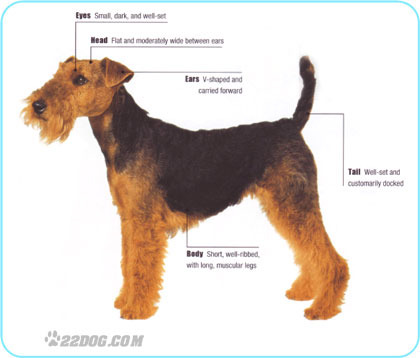 Welsh-Terrier - 5 RASE CANINE