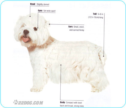 West-Highland-White-Terrier - 5 RASE CANINE