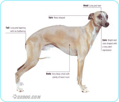 Whippet - 5 RASE CANINE