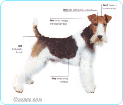 Wire-Fox-Terrier - 5 RASE CANINE