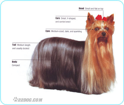 Yorkshire-Terrier - 5 RASE CANINE