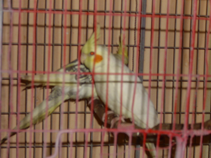 IMG_0435 - Crescatoria de papagali