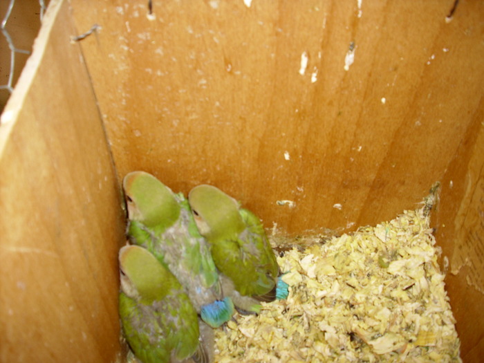 IMG_0441 - Crescatoria de papagali