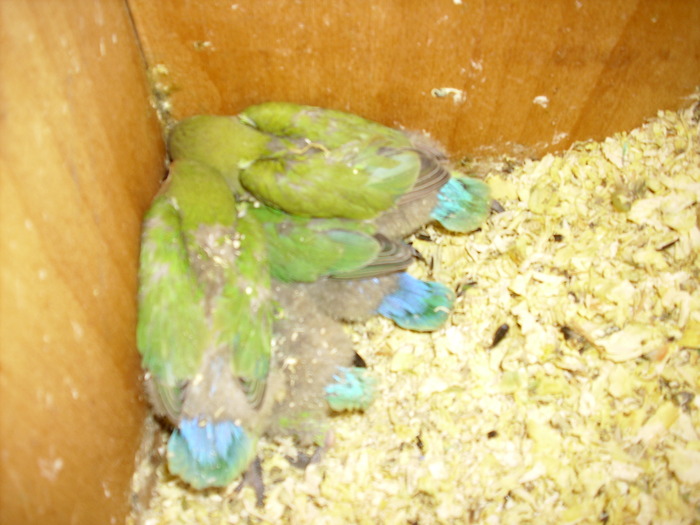 IMG_0442 - Crescatoria de papagali