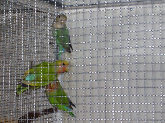 IMG_0457 - Crescatoria de papagali