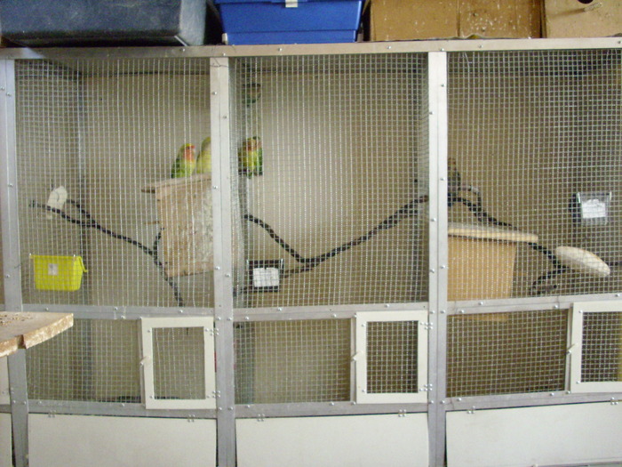 IMG_0479 - Crescatoria de papagali