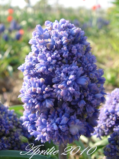 Floare de muscari 1