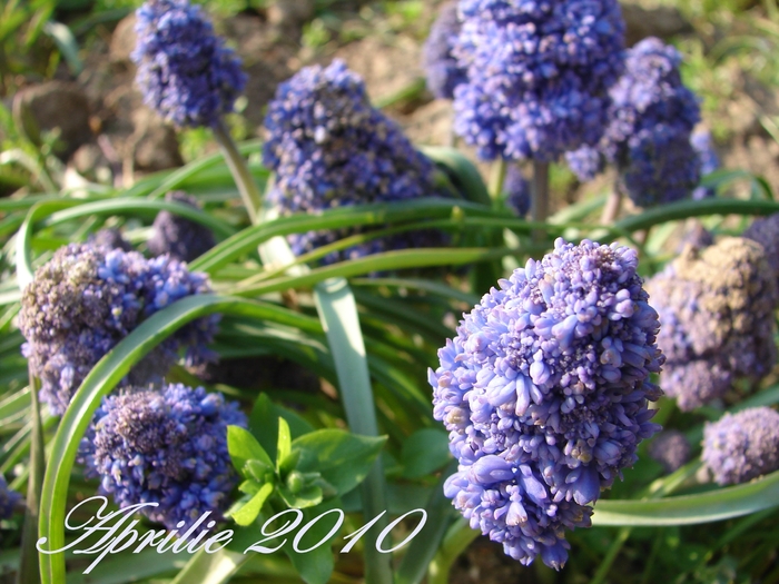 Floare de muscari 2
