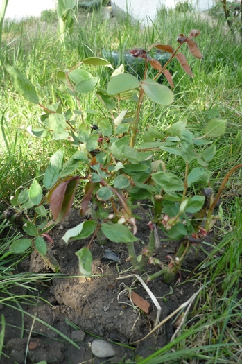 trand. plantat in martie 2010 - Butaseii de trandafir in martie 2010