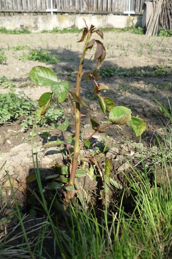 trandaf. plantat in martie 2010