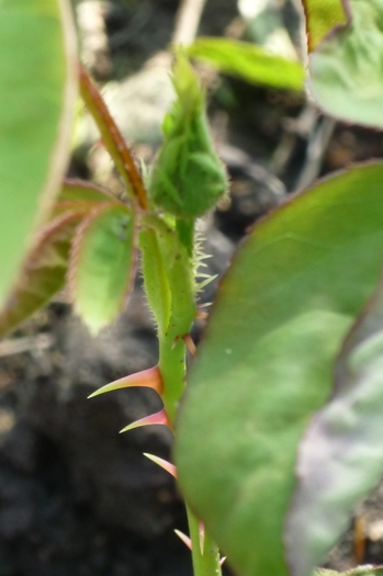 bobocel de trandafir plantat asta toamna, in 2009