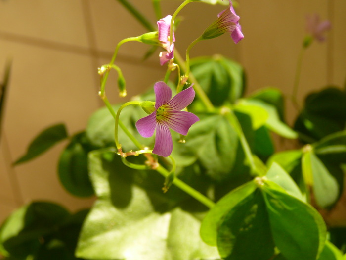 oxalis - Florile mele