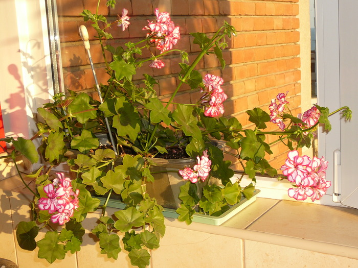 muscata - Florile mele