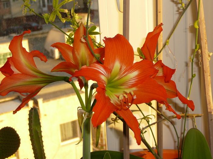 amarylis portocaliu (comun)