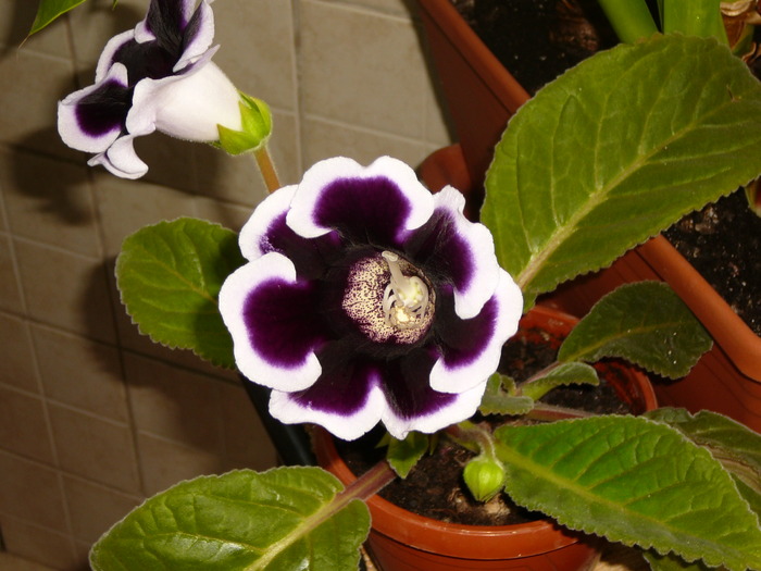 gloxinia kaiser wilhelm