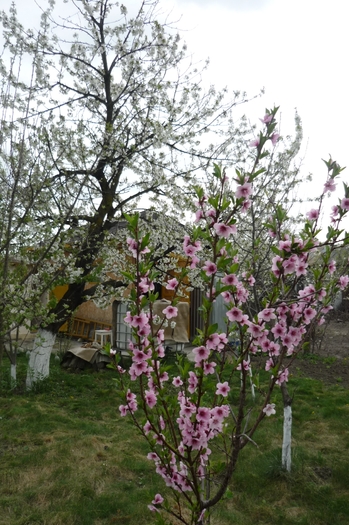piersic si cires in 17 aprilie 2010