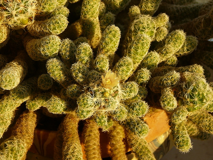 mammillaria - cactusi si suculente