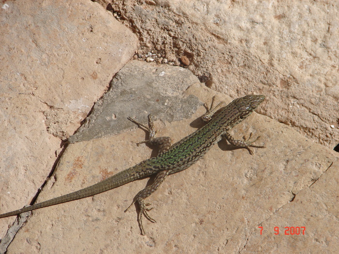 DSC04516 - Ibiza