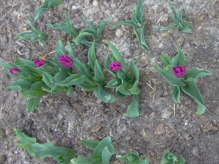 Tulip Havran - primavara 2010