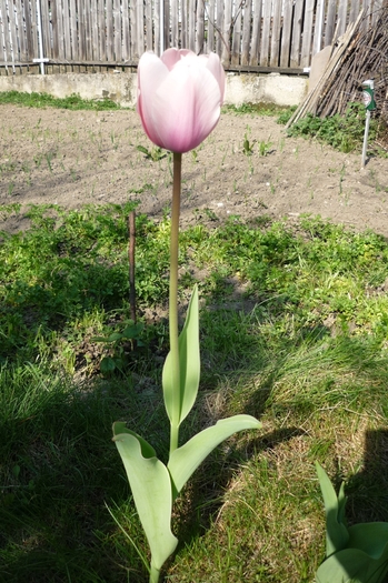 18 aprilie 2010