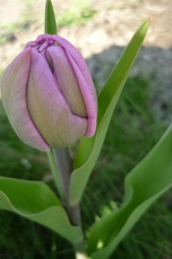 18 aprilie 2010