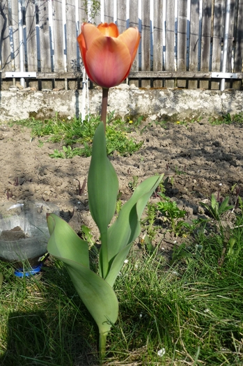 18 aprilie 2010