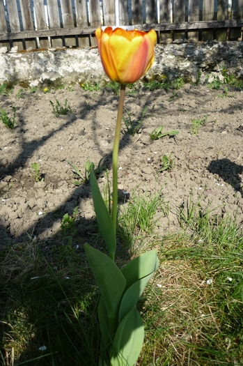 18 aprilie 2010