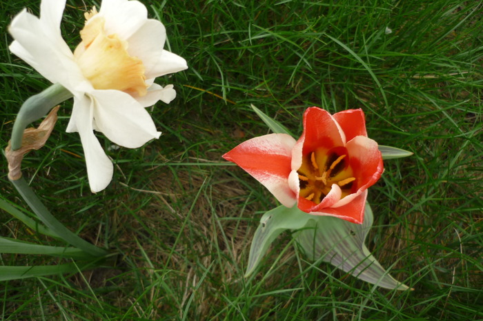 18 aprilie 2010 - Narcise