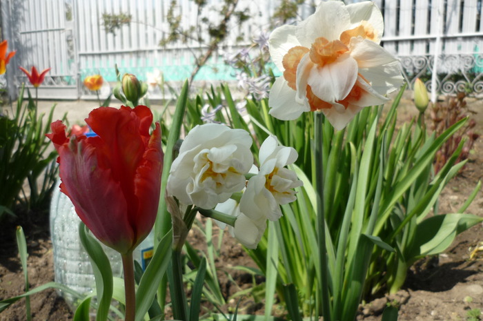 18 aprilie 2010 - Narcise