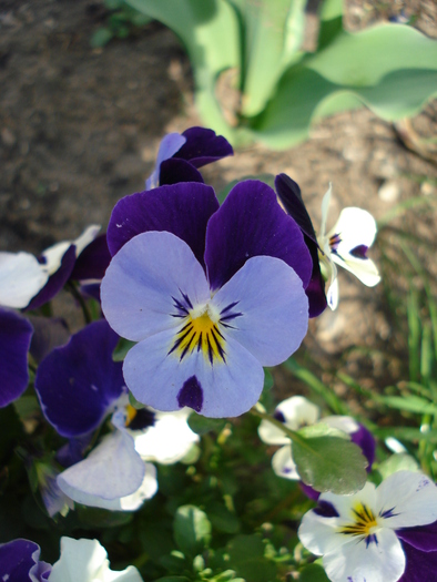 Penny Blue Jump Up pansy, 17apr09 - Penny Blue pansy