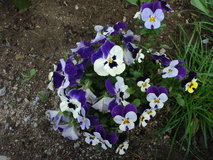 Penny Blue White pansy, 17apr2009 - Penny Blue pansy