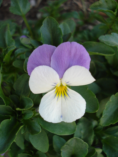 Penny White Jump Up 10apr09 - Penny White pansy