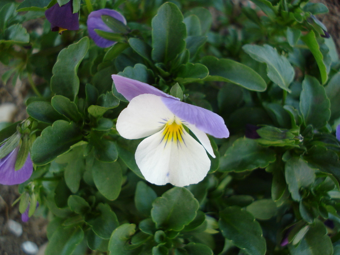 Penny White Jump Up 11apr09 - Penny White pansy